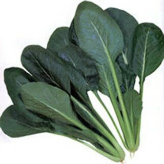 小松菜 種 【 よかった菜 】 コート5千粒 ( 小松菜の種 )