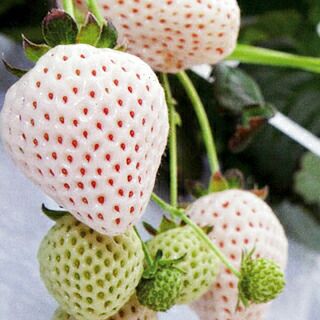 いちご 野菜苗 【イチゴ苗 天使のいちごAE エンジェルエイト 】3号ポット 1株 苺苗【予約販売】