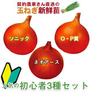 玉ねぎ苗 | 菜園くらぶ 種と苗と園芸資材の専門店