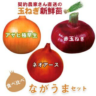 玉ねぎ苗 | 菜園くらぶ 種と苗と園芸資材の専門店