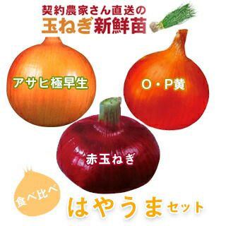 玉ねぎ苗 | 菜園くらぶ 種と苗と園芸資材の専門店
