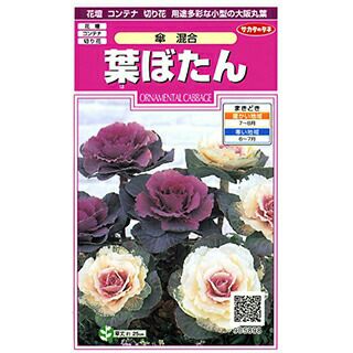 葉牡丹 種 【 傘 混合 】 実咲