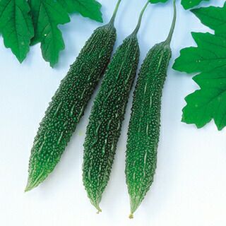 ニガウリ 種 【 節成ゴーヤ300 】 100粒 ( ニガウリの種 )