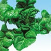 葉菜類 種 【 晩抽青高菜（中原採種） 】