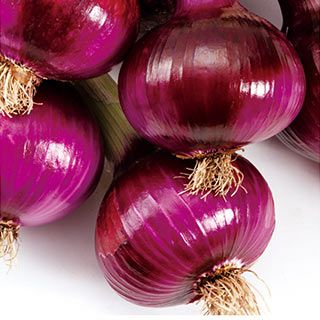 玉ねぎ 種 【 甲高赤 】 100ｇ ( たまねぎの種 )