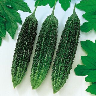 ニガウリ 種 【 節成ゴーヤ280 】