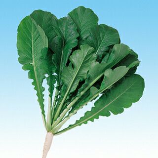 緑肥 種 【 ＣＲおとり大根 】 1dl ( 緑肥の種 )