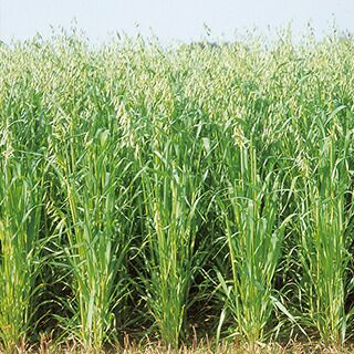 緑肥 種 【 えん麦　スーパーハヤテ隼 】 1kg ( 緑肥の種 )