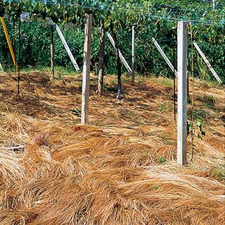 緑肥 種 【 オオナギナタガヤ　ゾロ 】 1kg ( 緑肥の種 )