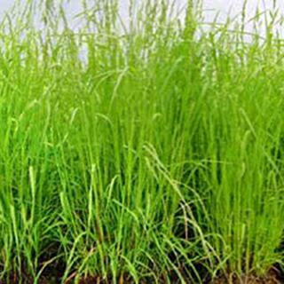 緑肥 種 【 オーチャードグラス　まきばたろう 】 1kg ( 緑肥の種 )