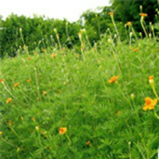 緑肥 種 【 マリーゴールド　グランドコントロール 】 200g ( 緑肥の種 )