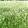 緑肥 種 【 エン麦 野生種　ニューオーツ 】 1kg ( 緑肥の種 )