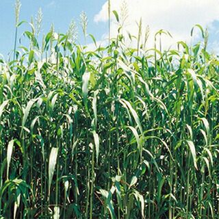 緑肥 種 【 ソルガム　緑肥用ソルゴー 】