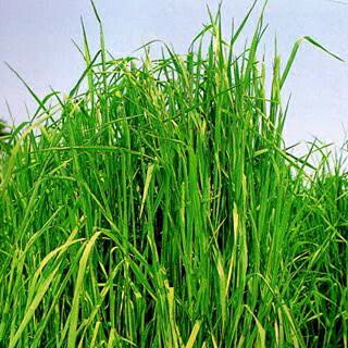 緑肥 種 【 チモシー　クンプウ 】 1kg ( 緑肥の種 )