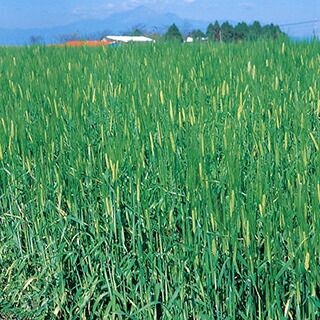 緑肥 種 【 飼料用オオムギ　ワセドリ２条 】 1kg ( 緑肥の種 )