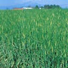 緑肥 種 【 飼料用オオムギ　ワセドリ２条 】 20kg ( 緑肥の種 )
