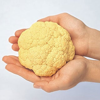 カリフラワー 苗　オレンジ美星 6本セット【予約販売】 野菜苗