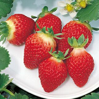 イチゴ苗 | 菜園くらぶ 種と苗と園芸資材の専門店