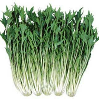 ツケナ 種 【 京白泉水菜 】 20ml ( ツケナの種 )