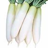 ダイコン 種 【 春の守（ハルノカミ） 】 800粒 ( ダイコンの種 )