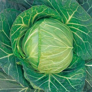 キャベツ 種 【 冬雫 】