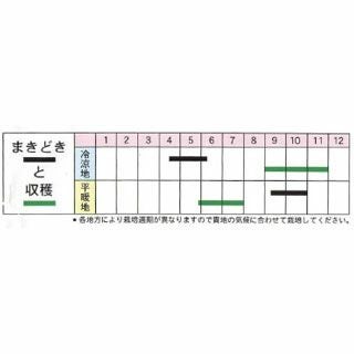 キャベツ 種 【 札幌大球（4号） 】 小袋 ( キャベツの種 )