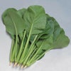 小松菜 種 【 楽天 MF 】