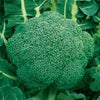 ブロッコリー 種 【 晩緑105 】 ペレット5千粒 ( ブロッコリーの種 )