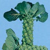 キャベツ 種 【 芽キャベツ　クラスター 】