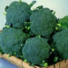ブロッコリー 種 【 彩麟 】 ペレット5千粒 ( ブロッコリーの種 )