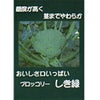 ブロッコリー 種 【 しき緑96号 】 2500粒 ( ブロッコリーの種 )