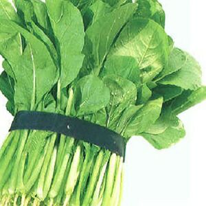 小松菜 種 【 新黒水菜 】