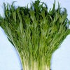 水菜 種 【 早生千筋水菜 】 1dl ( 水菜の種 )
