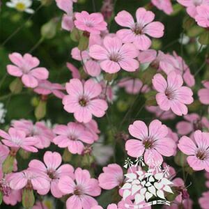 サポナリア 種 【 ピンクビューティー 】