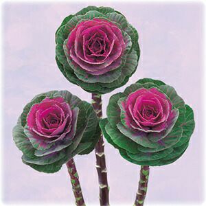 葉牡丹 種 【 恋姿 】