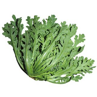 春菊 種 【 株張中葉春菊 】 1dl ( 春菊の種 )