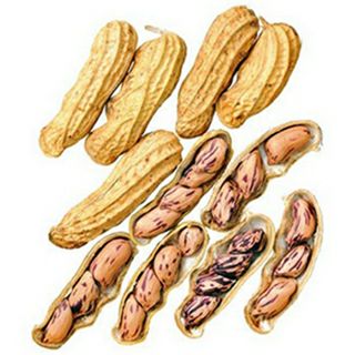 落花生 種 【 縞ひかり 】