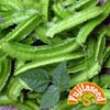 インゲン 種 【 アスパラガスインゲン（早生琉球四角豆） 】