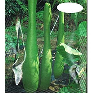 ひょうたん 種 【 大長兵丹 】