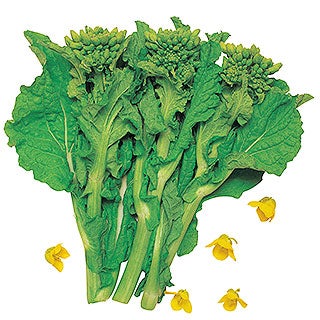 カリフラワー 苗　オレンジ美星 6本セット【予約販売】 野菜苗