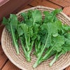 カリフラワー 苗　オレンジ美星 6本セット【予約販売】 野菜苗