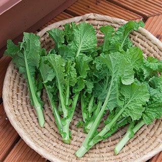 カリフラワー 苗　オレンジ美星 6本セット【予約販売】 野菜苗