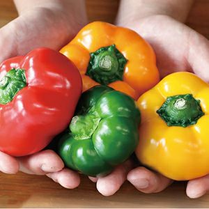 ピーマン 種 【 セニョリータ　ミックス 】 実咲