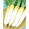 ダイコン 種 【 あまうま総太りダイコン　冬自慢 】 実咲