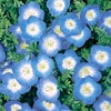 ネモフィラ 種 【 インシグニスブルー 　景観用大袋】 実咲