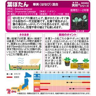 葉牡丹 種 【 華美混合 】 実咲