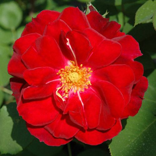 バラ苗  【カペルマナーハウス】 2年大株苗 4号鉢 （クライミングローズ つるバラ）