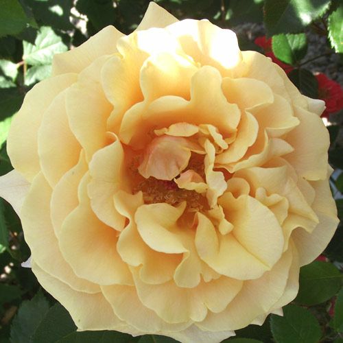 バラ苗  【カラメラ】 2年大株苗 4号鉢 （クライミングローズ つるバラ）