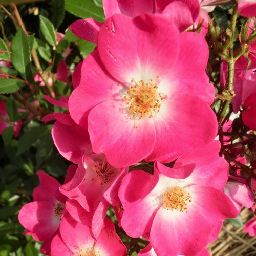 バラ苗  【グランデュークジャン】 2年大株苗 4号鉢 （クライミングローズ つるバラ）