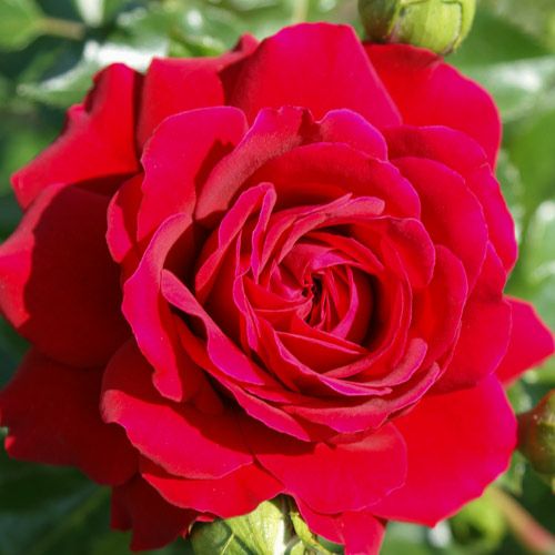 バラ苗  【グランドアワード】 2年大株苗 4号鉢 （クライミングローズ つるバラ）